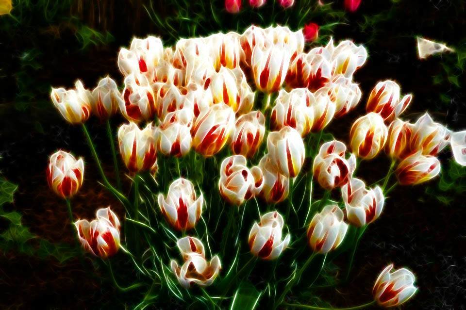 tulips1
