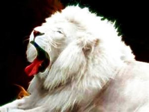 whitelion - Copy