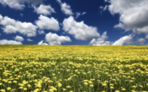 yellowflowers - Copy