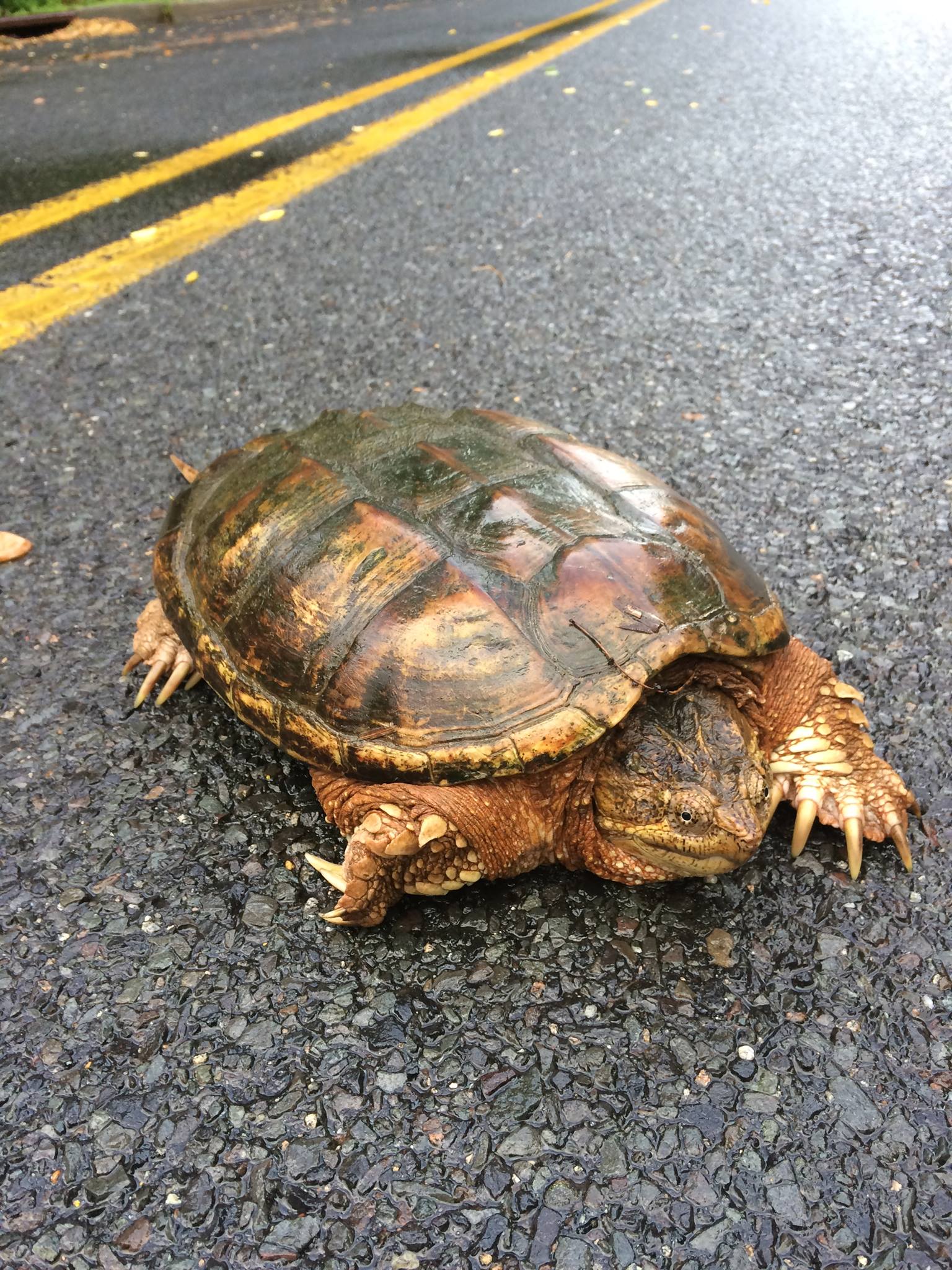 Mr. Snapping Turtle