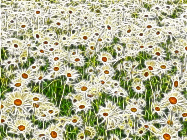 20-daisies