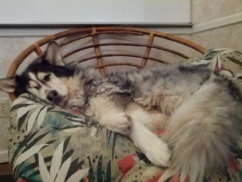 kinglymoose