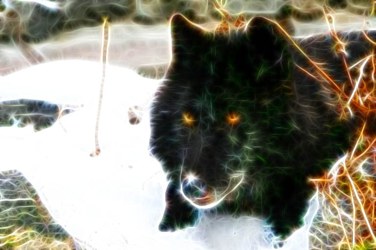 wolf21