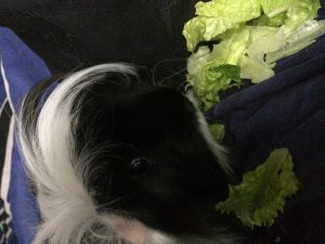 PiggyMoose!