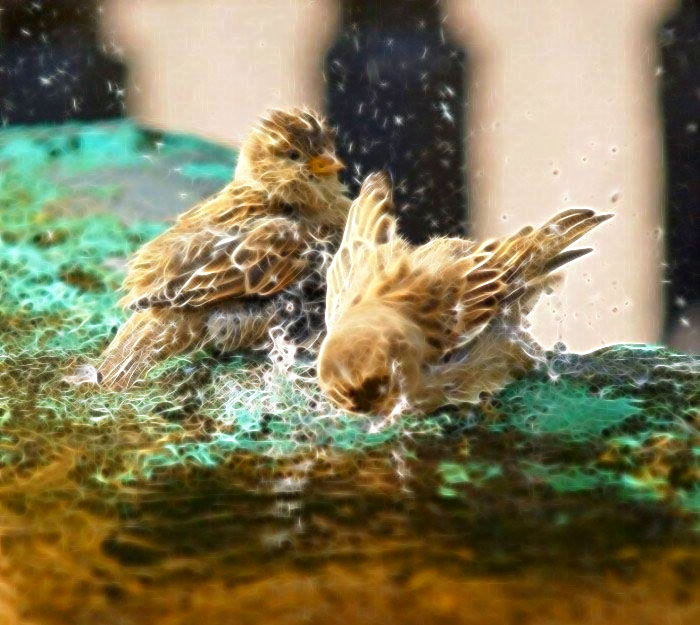 birdie