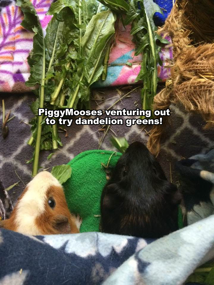 PiggyMooses!