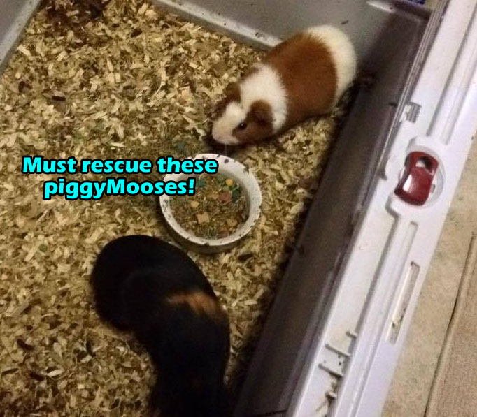 Rescue piggyMooses