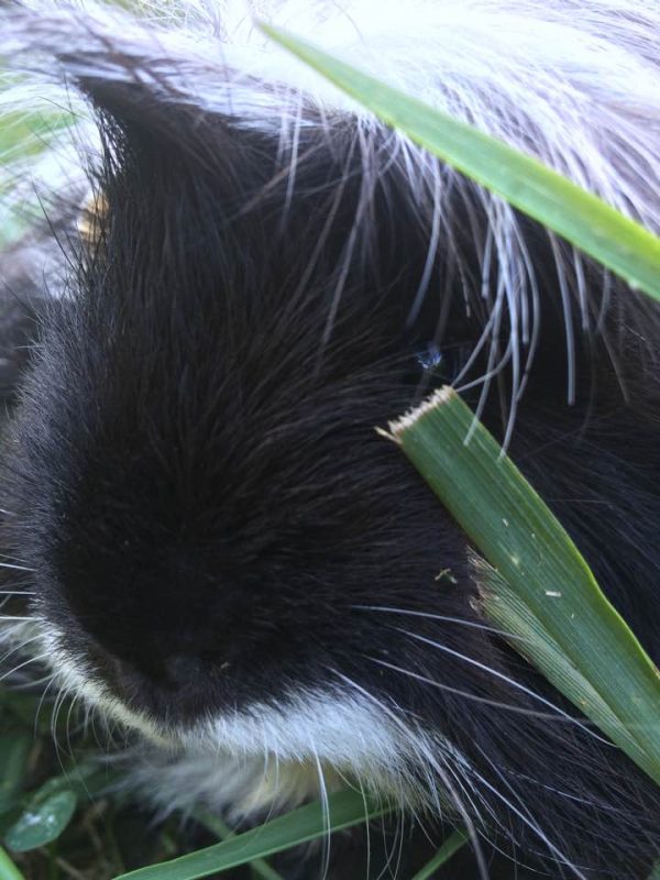 Mo Mowed!