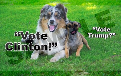 Vote