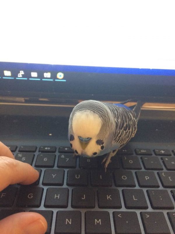 Beak of Doom
