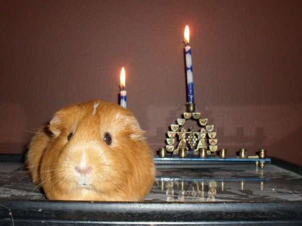 Happy Chanukah!