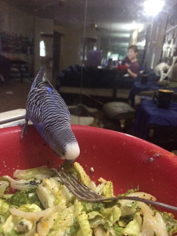 Beak of Doom!