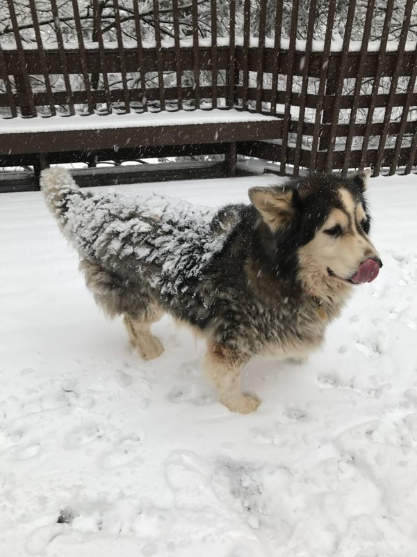 Frosted Moose