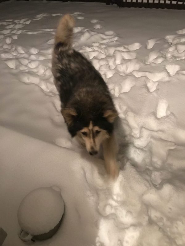 Moose