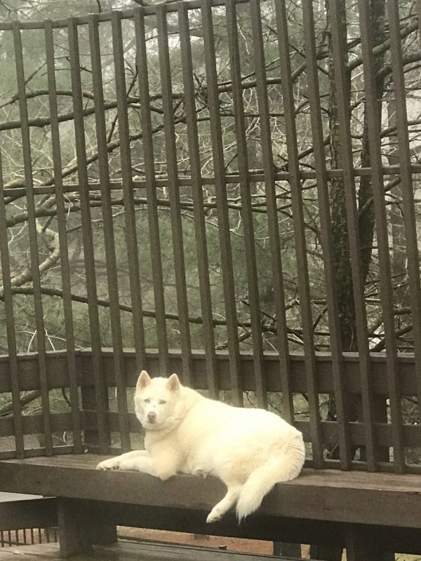 Lazy Legged Moose! http://askblings.com/bfb