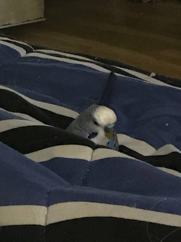 Beak of doom!