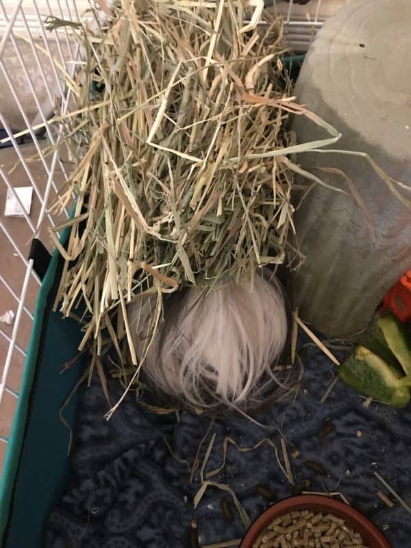 Piggy!