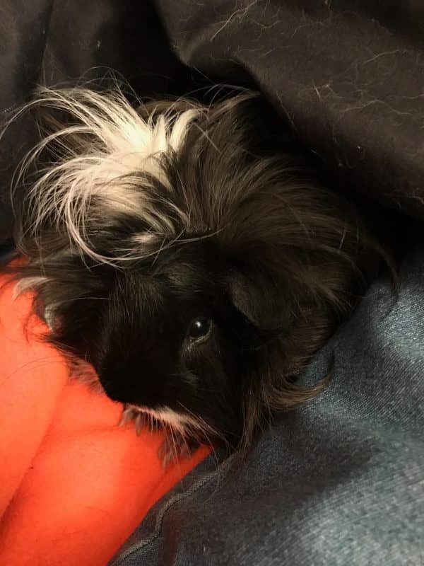 PiggyMoose!