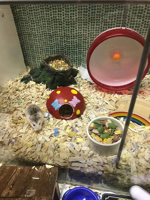 Hammie