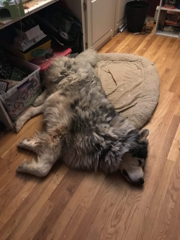 Kingly Moose