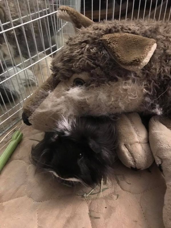 Mo!
