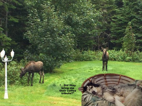 KinglyMoose